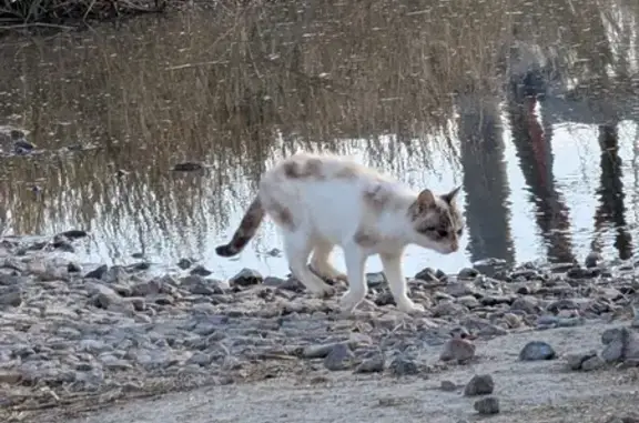 Chat errant blessé à Bessines - photo