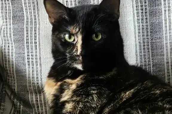 Lost Skittish Tortoise Shell Cat - Woodstock