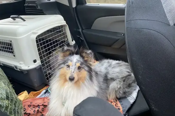 Chien perdu, très craintif à Châtenoy - photo