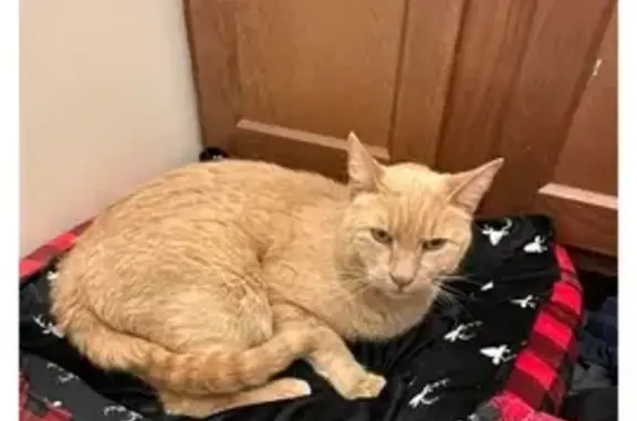 Found Cat Named Pumpkin in Tro...