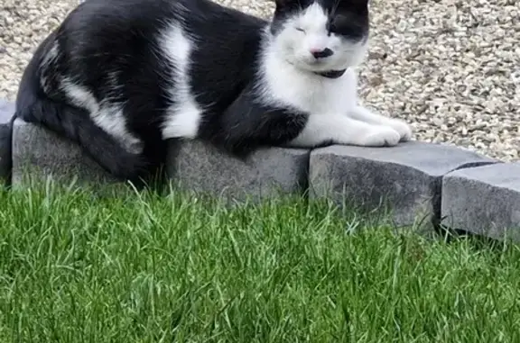 Chat perdu, Erstein, photo: Chat noir et blanc disparu à Erstein