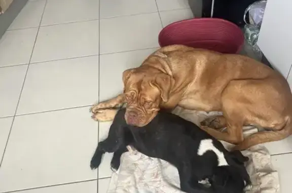 Chien perdu , photo : Bouledogue noir-blanc perdu à Hem-Lenglet