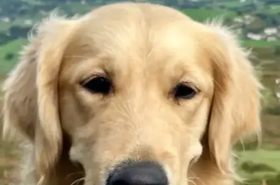Chienne sable 2 ans perdue à Bassussarry - photo