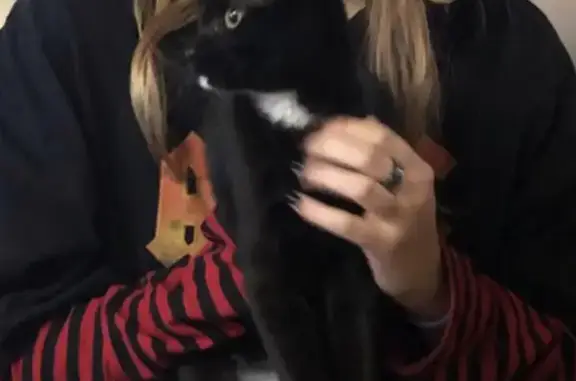 Chatte noire Naïa disparue à Saint-Pierre - photo