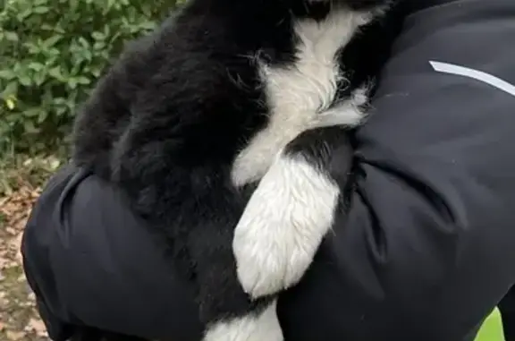 Chien trouvé , photo: Chiot border collie trouvé à Briatexte