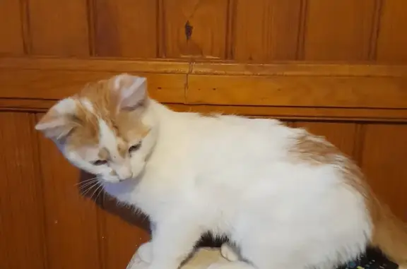 Chat trouvé Thouars, photo: Chat mâle trouvé près de la gare de Thouars