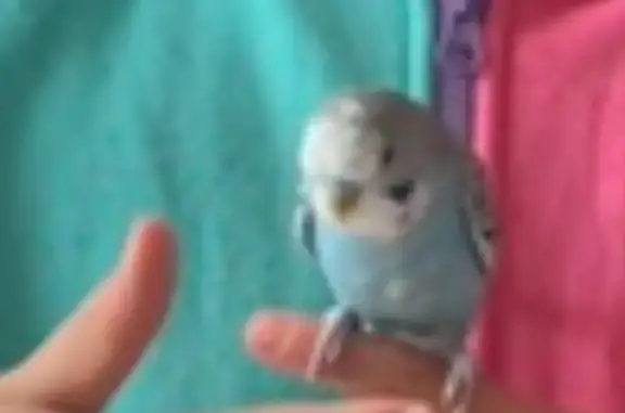 Lost Blue Budgie: Tame & Friendly - Balgowlah