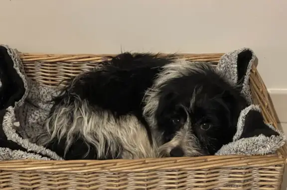 Chien perdu , photo : Chien croisé noir et blanc perdu à Beaugeay
