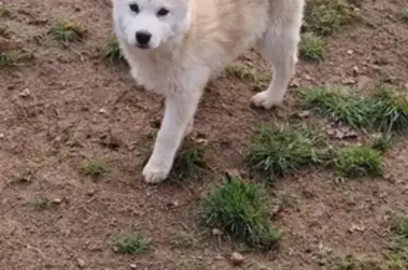 Sally, pomsky crème, perdue à Monthermé - photo