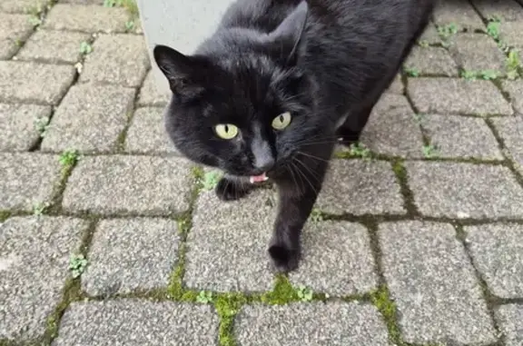 Animaux trouvés Dole, photo: Chat noir câlin trouvé à Dole