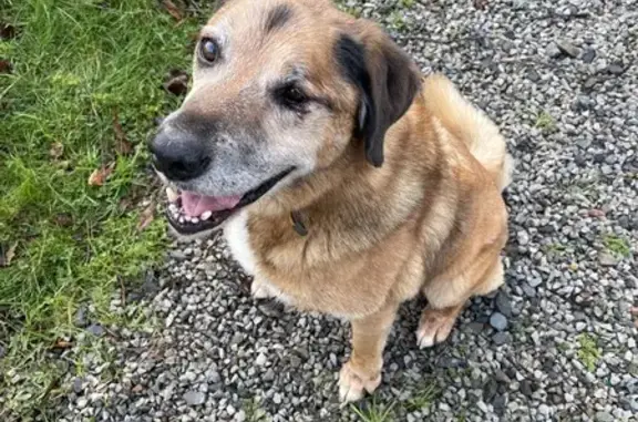 Chien trouvé , photo: Chien marron trouvé à Moulins