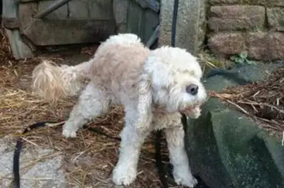 Chien trouvé Quimperlé, photo: Chien mâle abricot trouvé à Quimperlé