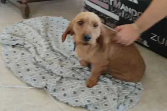 Chien perdu , photo : Basset fauve perdu à Marçay
