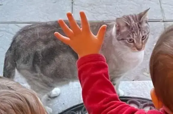 Chat perdu, , photo: Chat craintif Paco disparu à Plouay