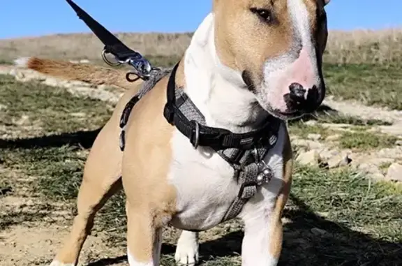 Chien perdu: English Bull Terrier, Twix - photo