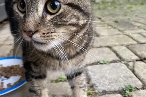 Animaux trouvés Tours, photo: Chat trouvé, maigre et apeuré à Tours