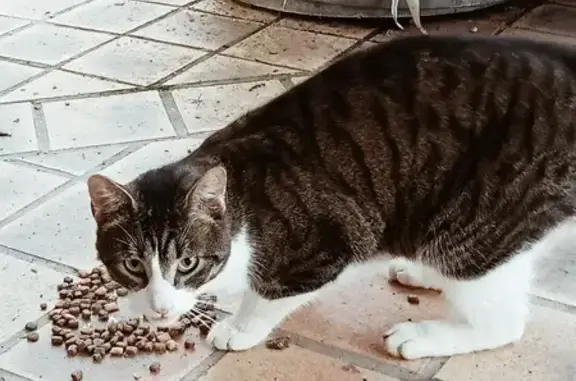 Chat trouvé à Saint-Pierre-de-Clairac - photo