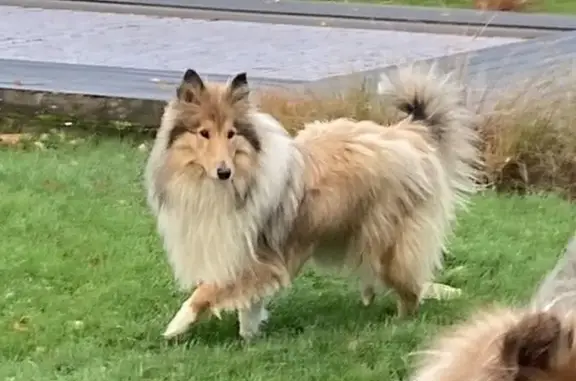 Chien perdu , photo : Colley perdu à Montfort-l'Amaury