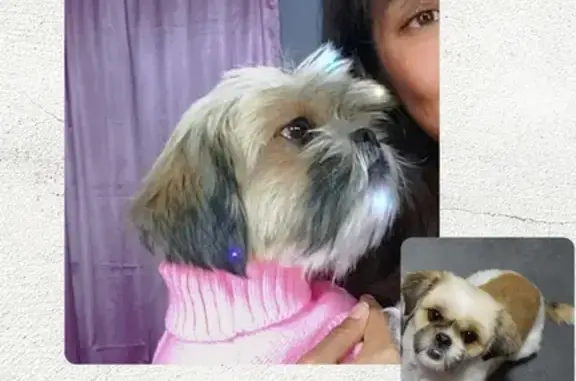 Perro perdido con suéter rosa en Celaya