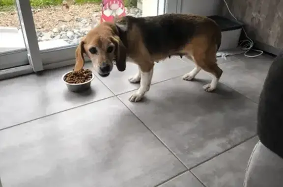 Chien beagle croisé trouvé à Saint-Nazaire - photo