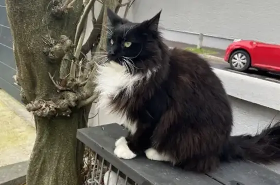 Chat trouvé Joinville-le-Pont, photo: Chatte noire/blanche trouvée à Joinville-le-Pont