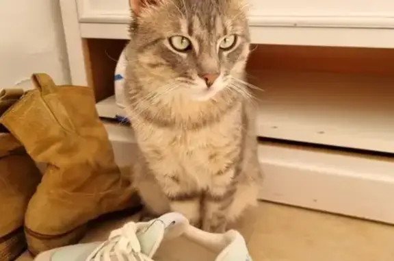 Animaux perdus Saint-Laurent-du-Var, photo: Chat tigré Pikly perdu aux Vespins