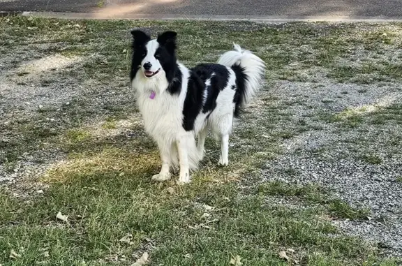 Chien perdu Brive-la-Gaillarde, photo : Chien perdu à Brive-la-Gaillarde