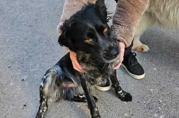 Chien trouvé Pinet, photo: Chien trouvé sans collier ni tatouage