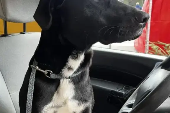 Chien trouvé , photo: Chien mâle type labrador trouvé Escoussens