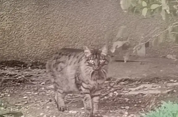 Chat affamé avec queue coupée trouvé - photo