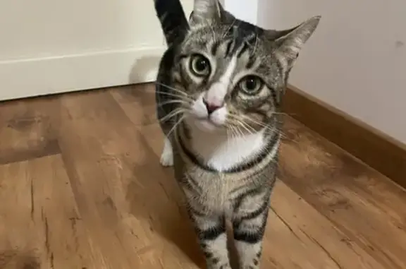 Chat errant trouvé rue Achille Durieux - photo