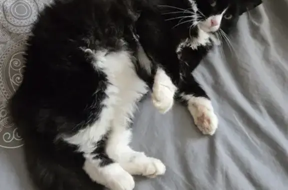 Chat perdu, , photo: Chat Nao disparu à Querrien : Besoin soins