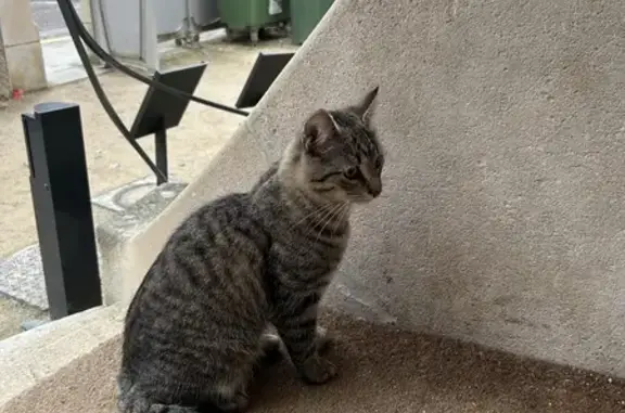 Jeune chat trouvé rue Louis Majorelle - photo