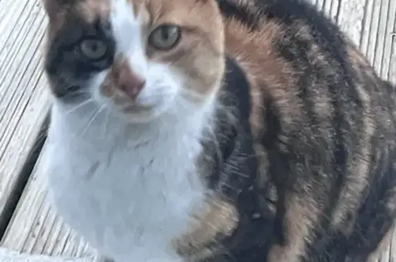 Animaux trouvés , photo: Chatte trouvée, affectueuse, route des Prières