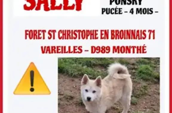 Animaux perdus , photo: Chien perdu à Saint-Christophe-en-Brionnais
