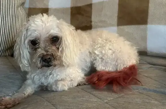 Lost: White Multipoo with Red Tail