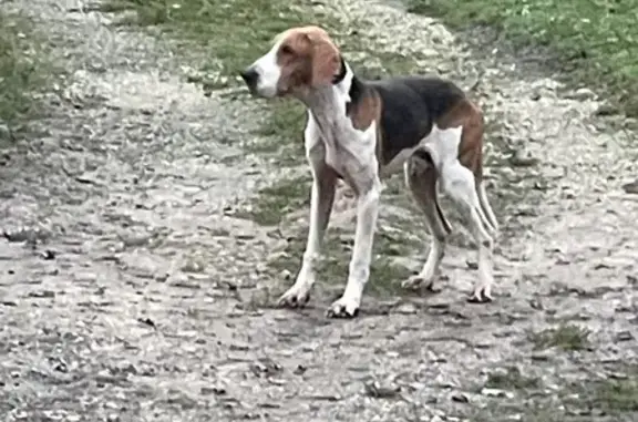 Animaux trouvés , photo: Chien courant anglo trouvé maigre à Saint-Aulaye