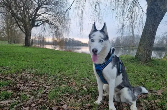 Chien perdu , photo : Husky mâle perdu à Ville-Saint-Jacques