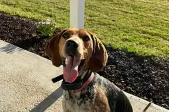 Help Find Bonnie: Missing Coonhound