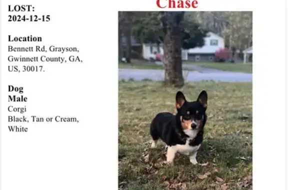 Missing Friendly Corgi: Bennett Rd Area