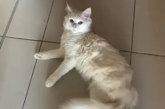 Animaux trouvés Toulouse, photo: Grand chat blanc trouvé à Toulouse