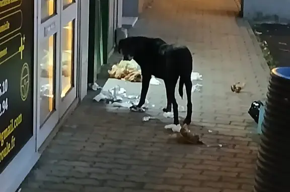 Animaux trouvés , photo: Chien peureux trouvé à Vic-le-Comte