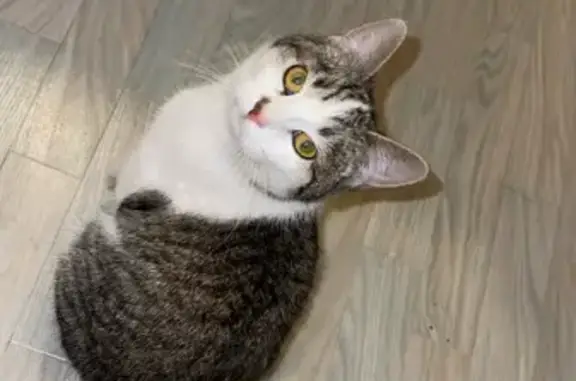 Chat trouvé Rue Entre les Deux Portes - photo