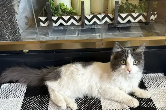 Cat found, Gilbert