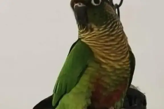 Animaux perdus Six-Fours-les-Plages, photo: Oiseau perdu Garçon, Six-Fours-les-Plages (fl537267)