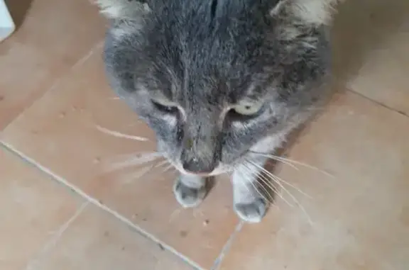 Chat trouvé Garçon, Fougères (ff537269) - photo