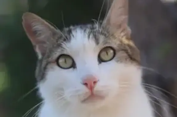 Animaux perdus Six-Fours-les-Plages, photo: Chat disparu Garçon, Six-Fours-les-Plages (fl537274)