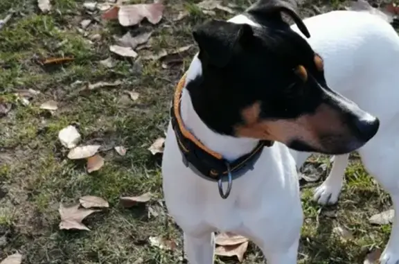 Perro Bodeguero Perdido en Madrid: Quillo