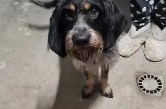 Chien trouvé Fille, Contamine-sur-Arve (ff537276) - photo