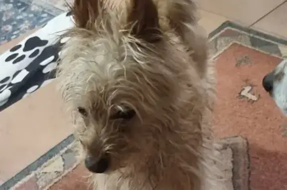 Animaux trouvés , photo: Chien trouvé Garçon (ff537277)